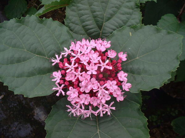 clerodendron-bengei