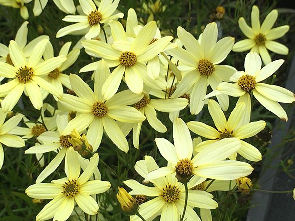 coreopsis-vertisilata-moonbeam