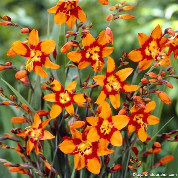 crocosmia-emily-mckenzie