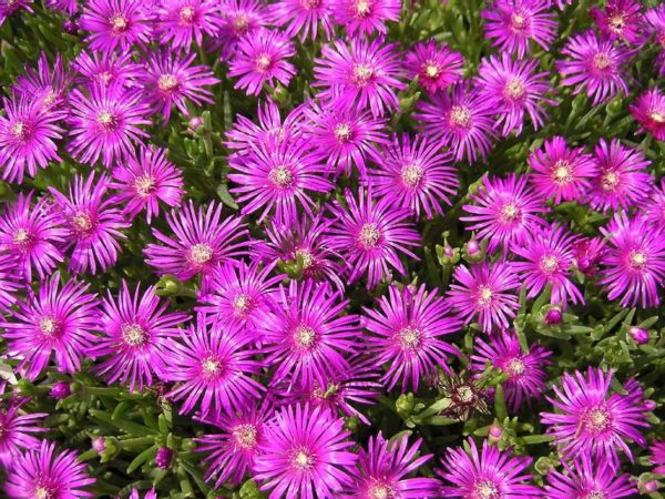 Delosperma Cooperi