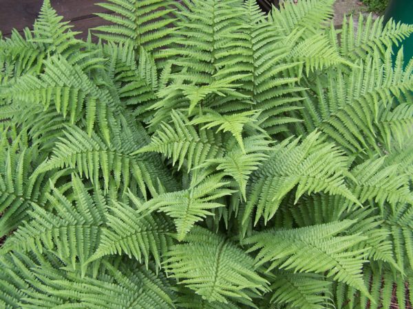 dryopteris-filix-mas