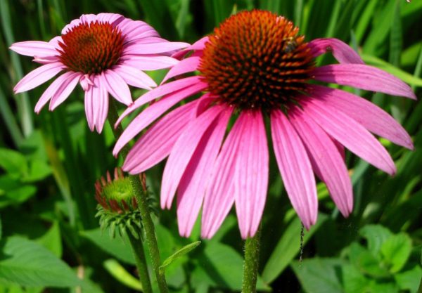 Echinacea – Rudbeckia