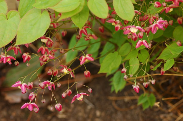 Epimedium Rubrum