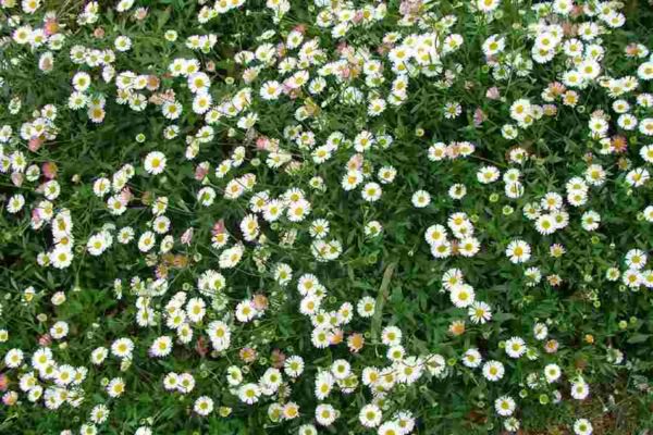 Erigeron karvinskianus