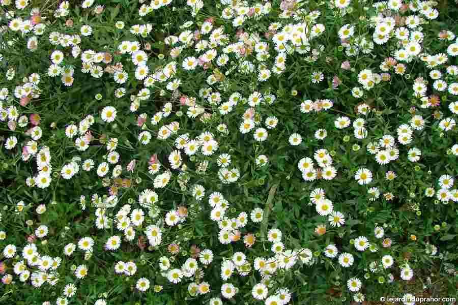 Erigeron Karvinskianus-vergerette-petite marguerite - Le Jardin du Prahor