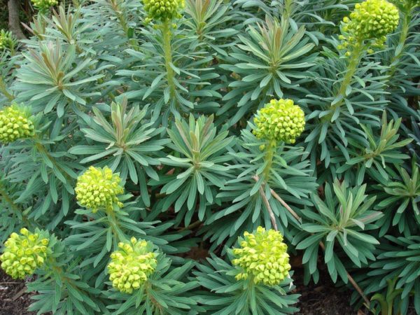 euphorbia-characias-shorty