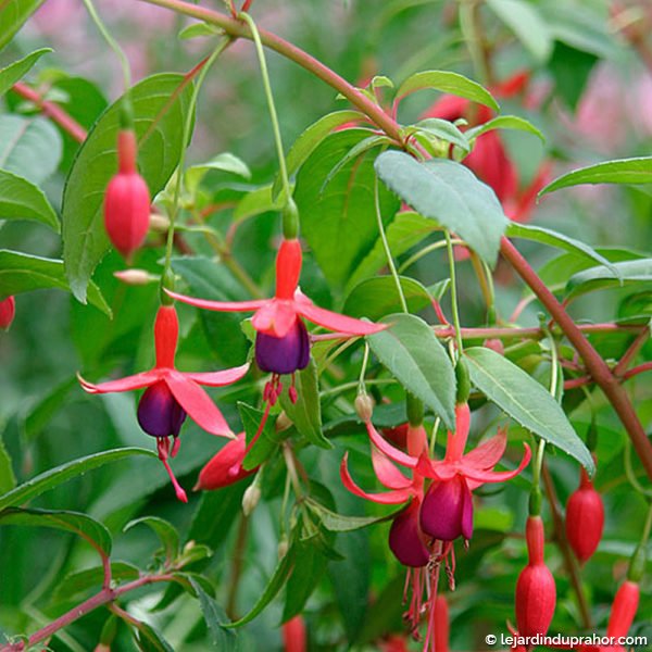 fuchsia-magellanica