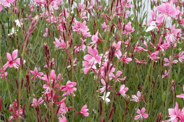 gaura-siskiyou