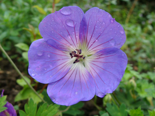 Geranium Rozanne