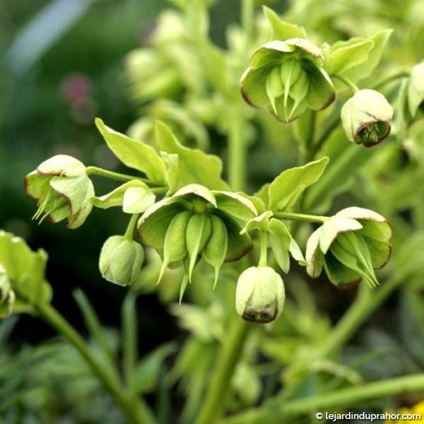 hellebore-foetidus