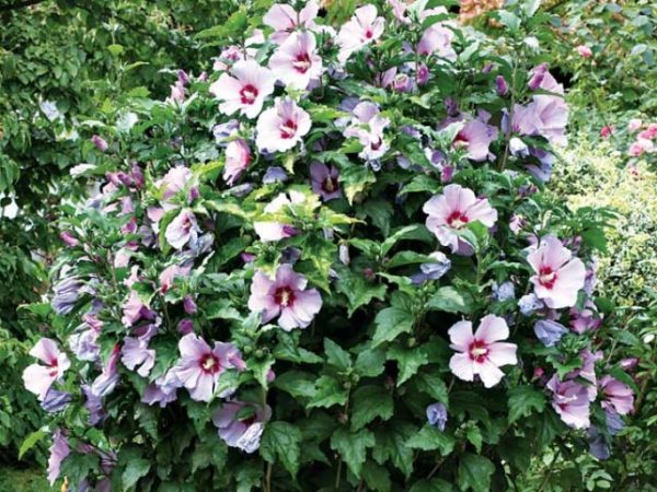 hibiscus-syriacus