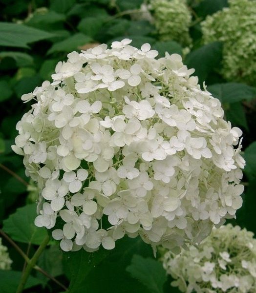 hortensia-blanc