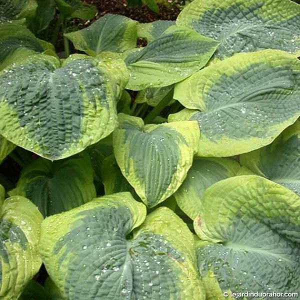 Hosta Frances Williams