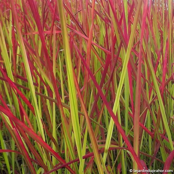 Imperata Cylindrica Red Baron_