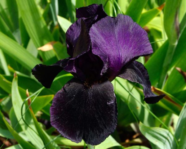 Iris Black Swan