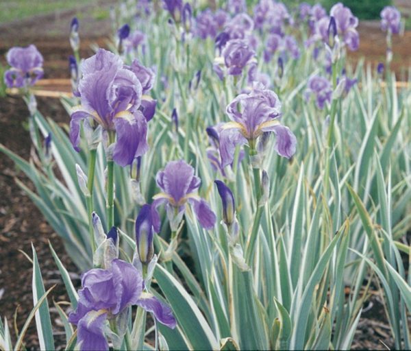 Iris Pallida Argentea Variegata