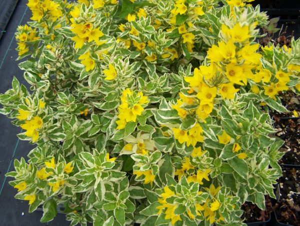 lysimachia-punctata-alexander