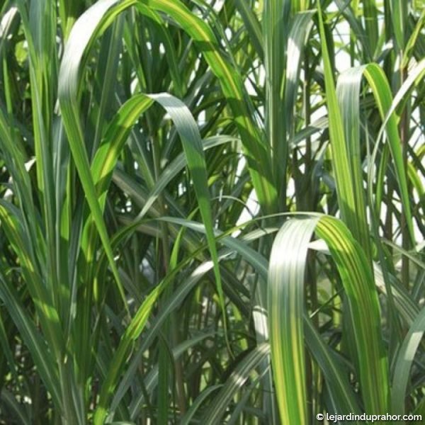 miscanthus-floridulus