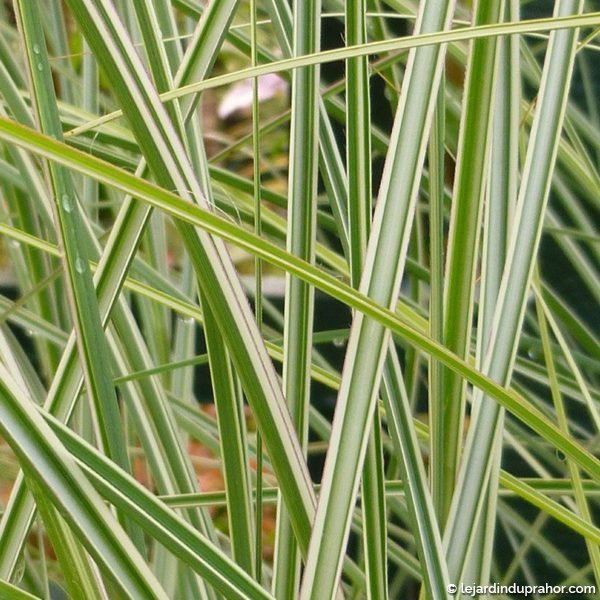 miscanthus-sinensis-morning-light