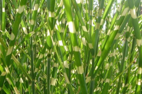 miscanthus-sinensis-zebrinus