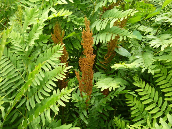 osmunda-regalis