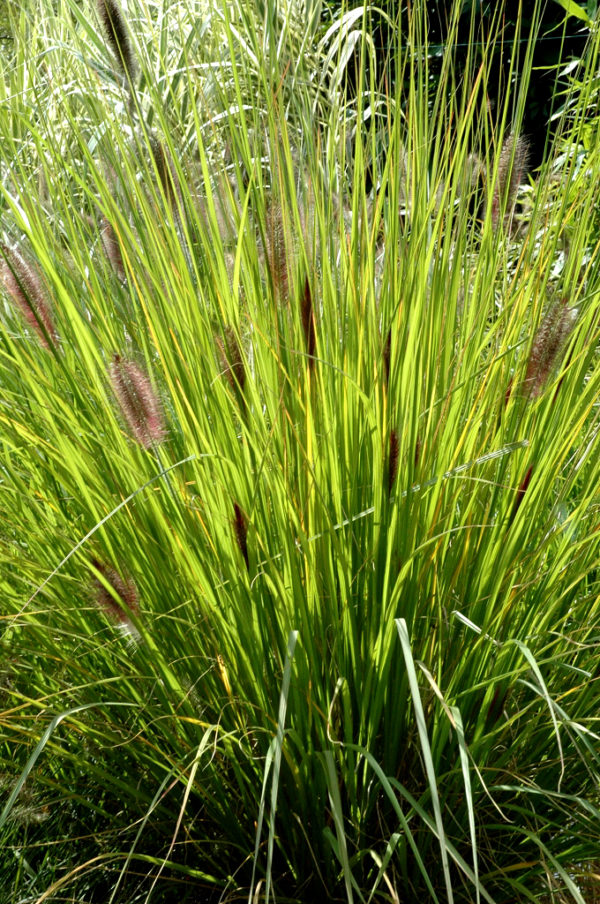 Pennisetum