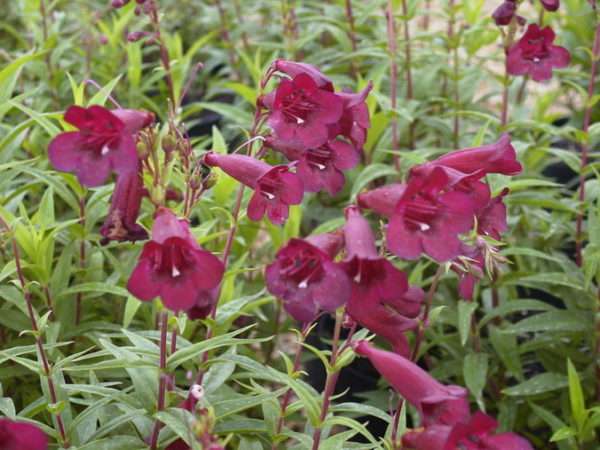 Penstemon Black Bird