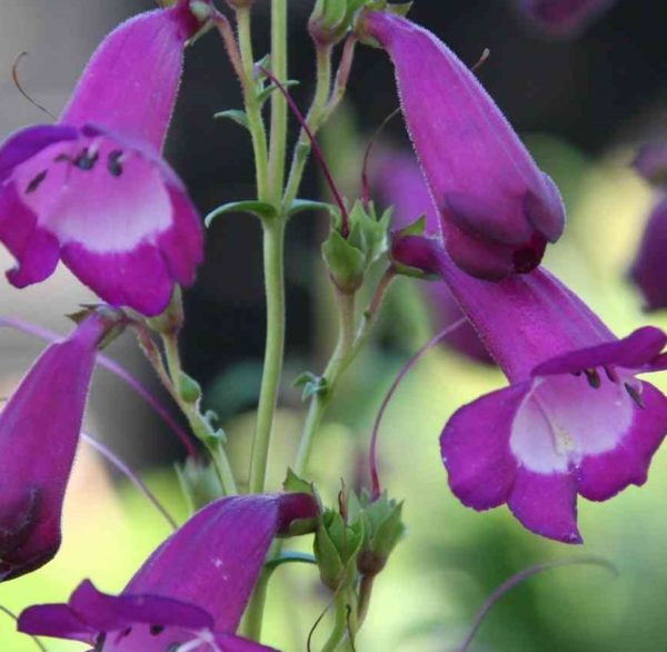 penstemon-pourpre