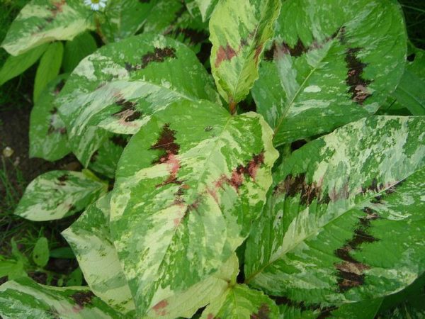 persicaria-filiformis-painters-palette