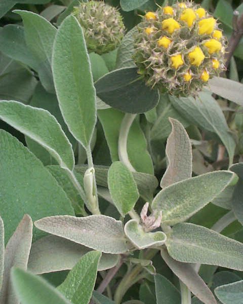Phlomis Fruticosa