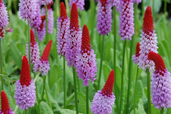 primula-vialii