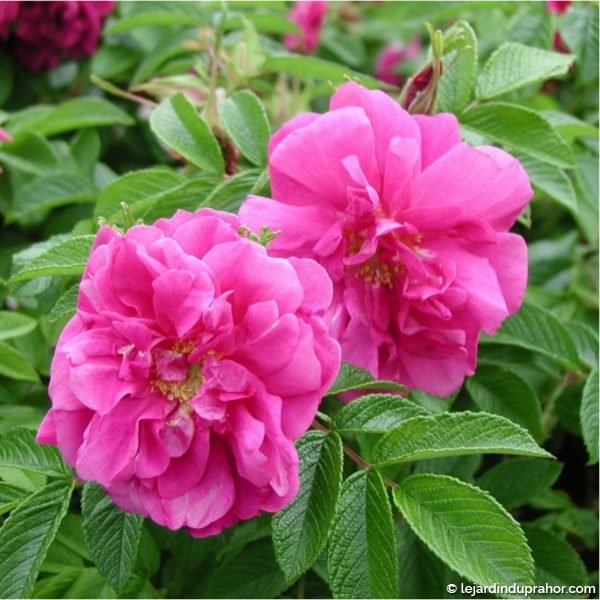 Rosier Rugosa – Rosier rugueux