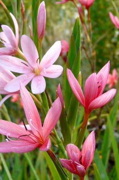 Schizostylis Coccinea