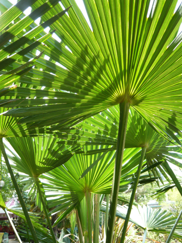 trachycarpus-wagnerianus