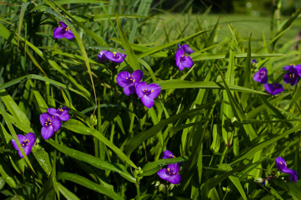 tradescantia andersoniana