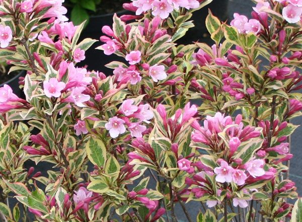 weigleia-florida-variegata