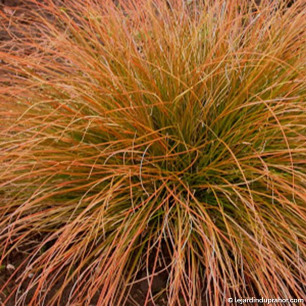 carex testacea