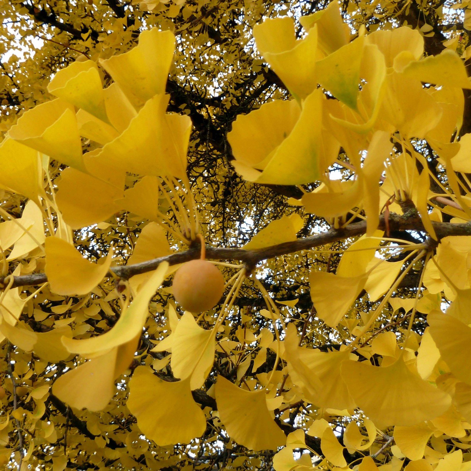Quelle Est La Diff rence Entre Un Ginkgo Biloba Et Un Arbre Aux Mille 