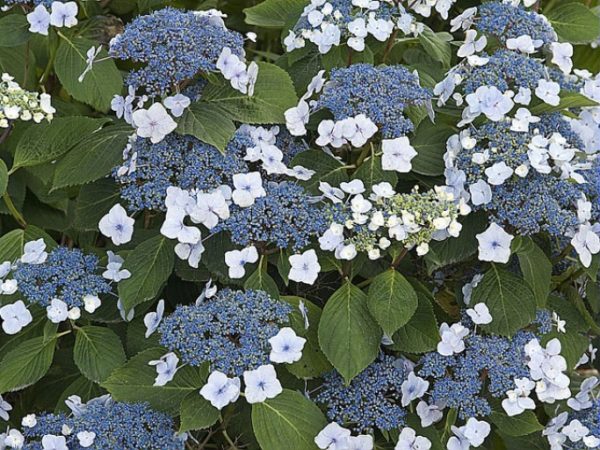 hortensia-fleur-plate-blanche-et-bleu