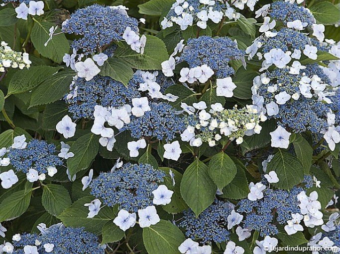 Hortensia fleurs plates bleu et blanc - Le Jardin du Prahor