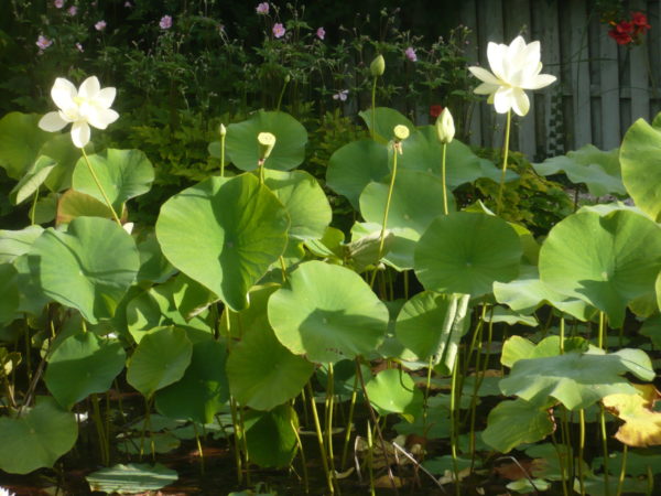 lotus blanc