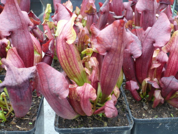 Sarracenia Maroon