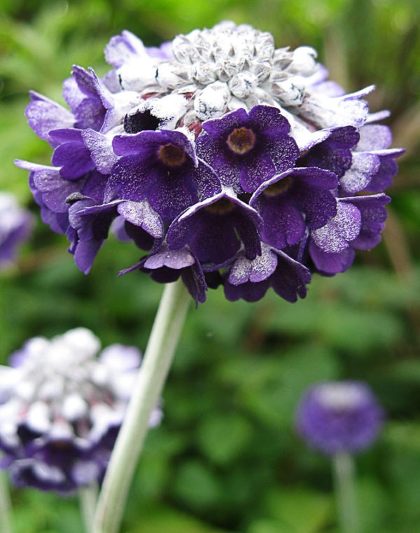 Primula Capitata Mooreana