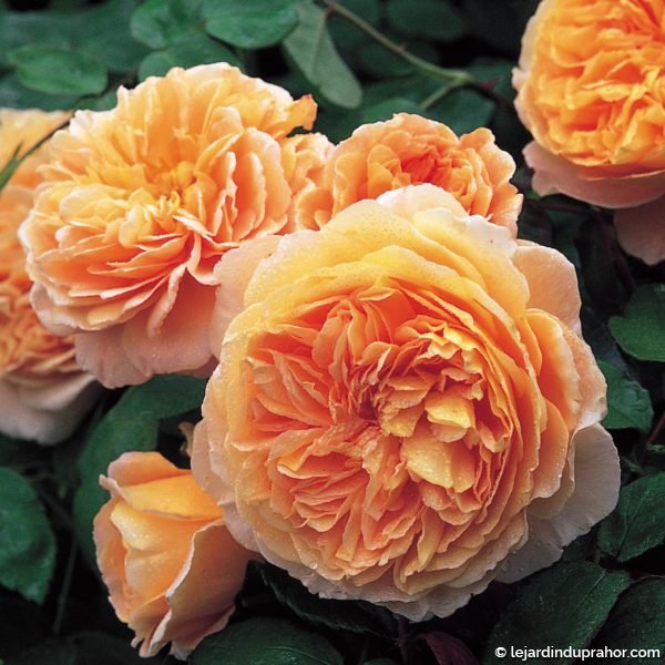 Rosier Crown Princess Margareta