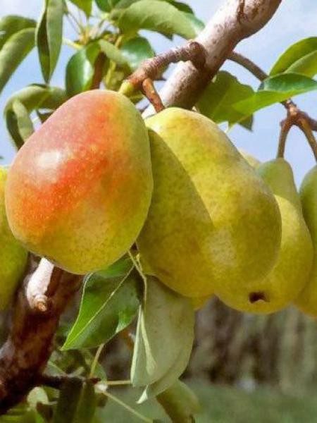 Poirier Doyenne de Comice