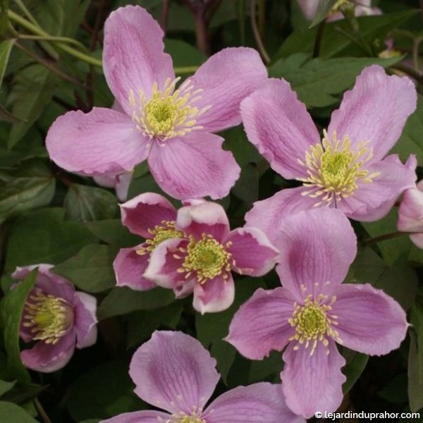 Clematite Montana Tetrarose