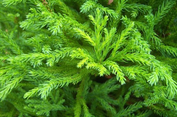 Cryptomeria-japonica