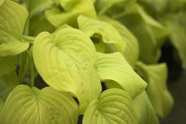 Hosta Tortilla Chip