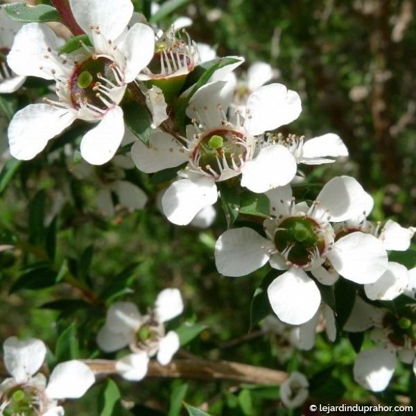 Leptospermum scoparium-Blanc