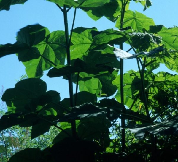 Paulownia Tomentosa